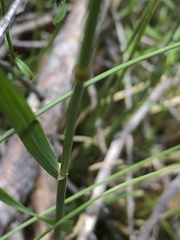 Dichelachne sieberiana