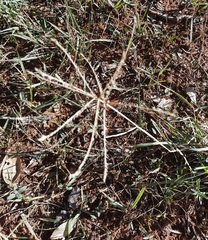Chloris verticillata