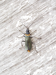 Chauliognathus lugubris
