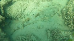 Cymbacephalus parilis