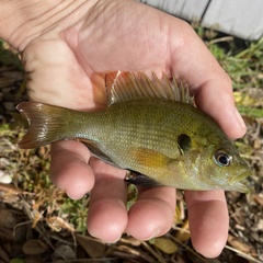 Lepomis punctatus