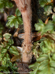 Clavulina castaneipes