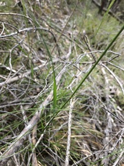 Dichelachne sieberiana