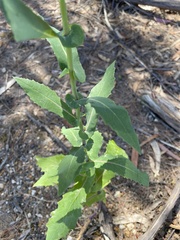 Senecio velleioides