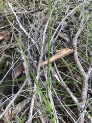 Dichelachne sieberiana