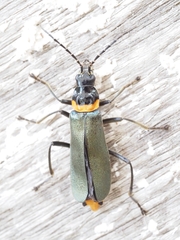 Chauliognathus lugubris