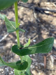 Senecio velleioides