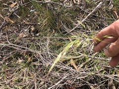 Dichelachne sieberiana