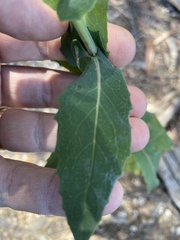 Senecio velleioides