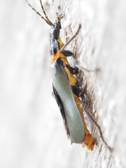 Chauliognathus lugubris