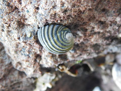 Nerita costata