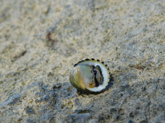 Nerita costata