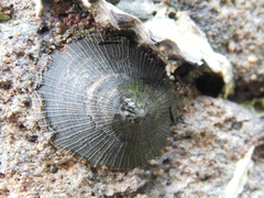 Cellana radiata
