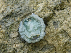 Cellana radiata