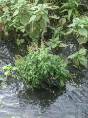 Scrophularia umbrosa