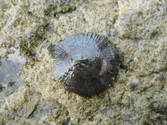 Cellana radiata