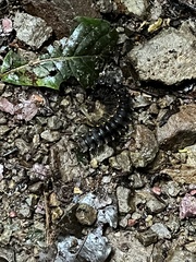 Nyssodesmus python