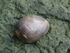 Monetaria annulus