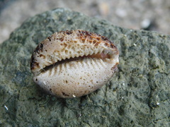 Monetaria annulus