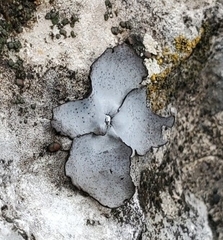 Umbilicaria hirsuta