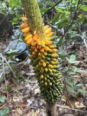 Amorphophallus