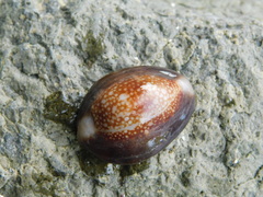 Monetaria caputserpentis