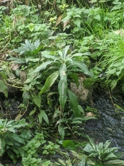 Eupatorium cannabinum