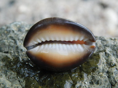 Monetaria caputserpentis