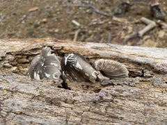 Agaricus endoxanthus