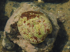 Periglypta reticulata