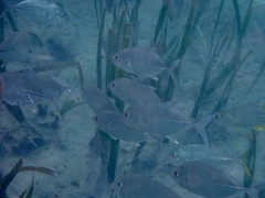 Caranx