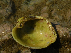 Periglypta reticulata