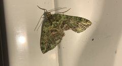 Austrocidaria similata