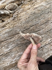 Agaricus endoxanthus