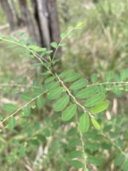 Phyllanthus gunnii