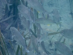 Caranx
