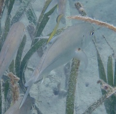 Caranx
