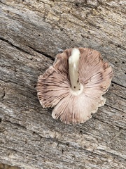 Agaricus endoxanthus