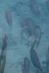 Caranx