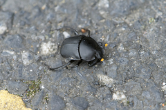 Paragymnopleurus