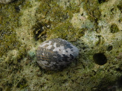 Nerita albicilla