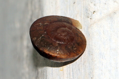 Camaenidae