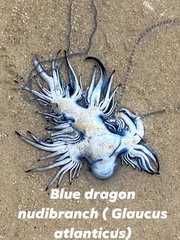 Glaucus atlanticus