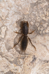 Gryllotalpa gryllotalpa