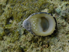 Nerita albicilla