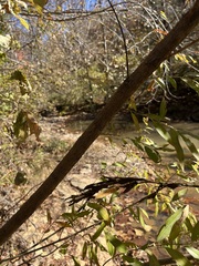 Salix caroliniana