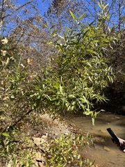 Salix caroliniana