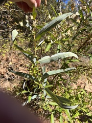Salix caroliniana
