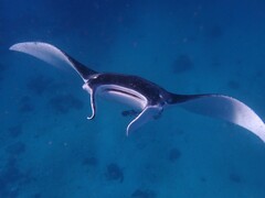 Mobula alfredi