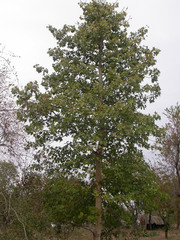 Sterculia quinqueloba